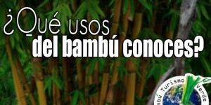 Paraíso del Bambú y la Guadua